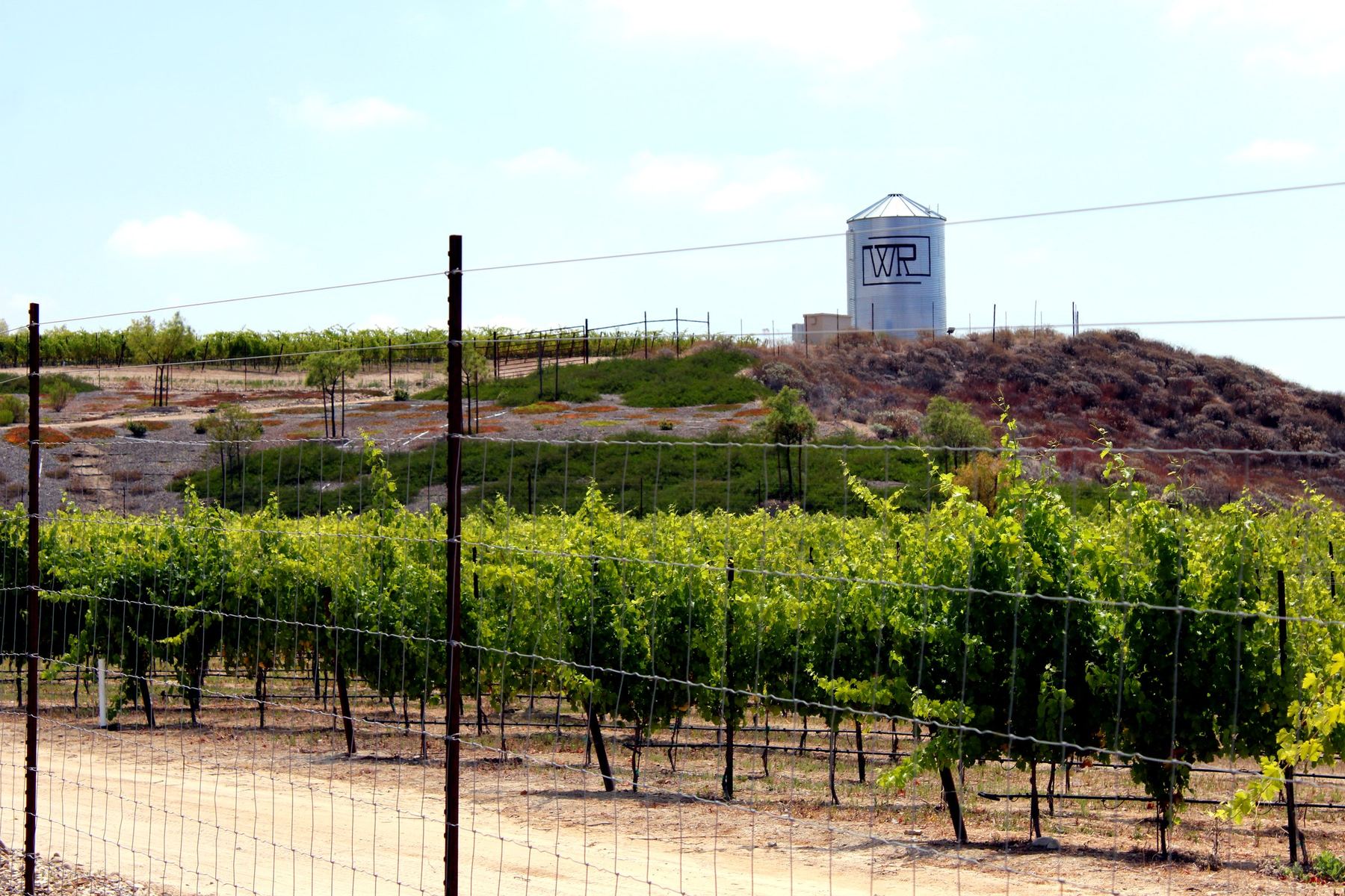 The orchard rows at Williams Ranch
