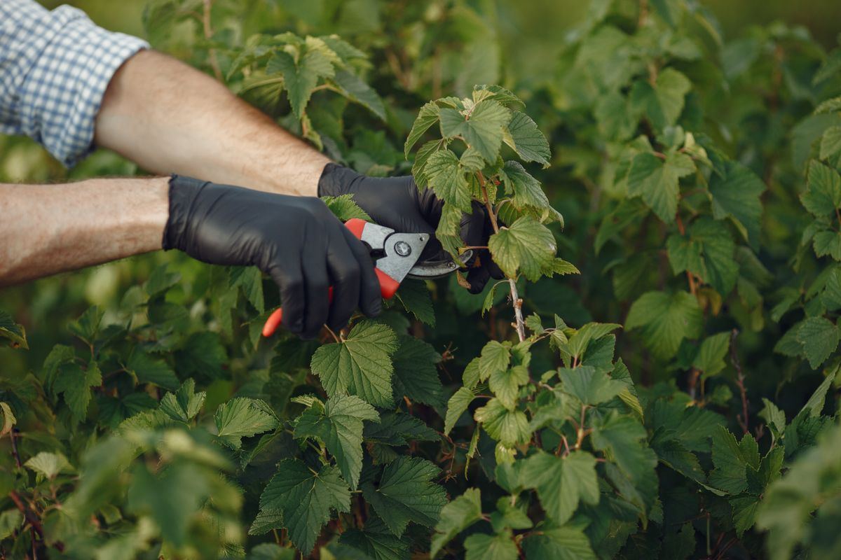 Trimming vegetation for defensible space, Santa Clarita home prep
